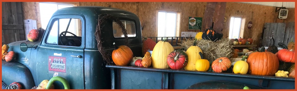 Pumpkins on Garfield